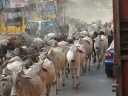 India Cattle Drive.JPG